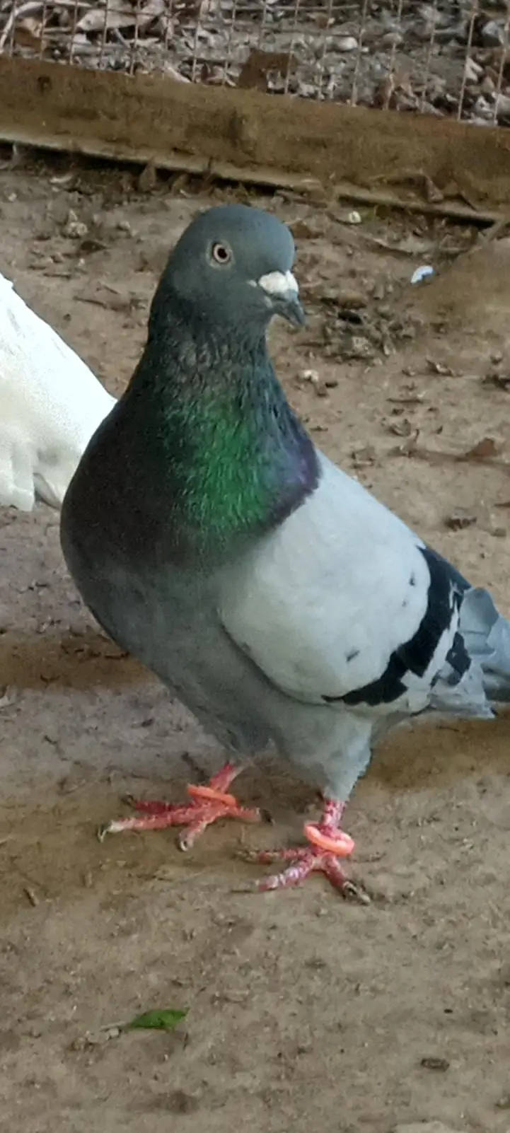 Pigeons pair for sale full active healthy — photo 2