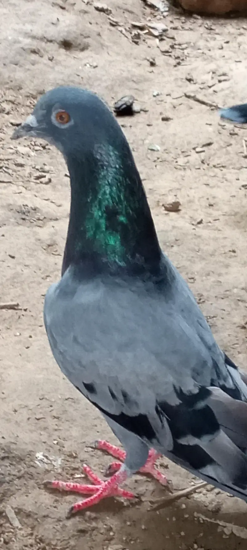 Pigeons pair for sale full active healthy — photo 3