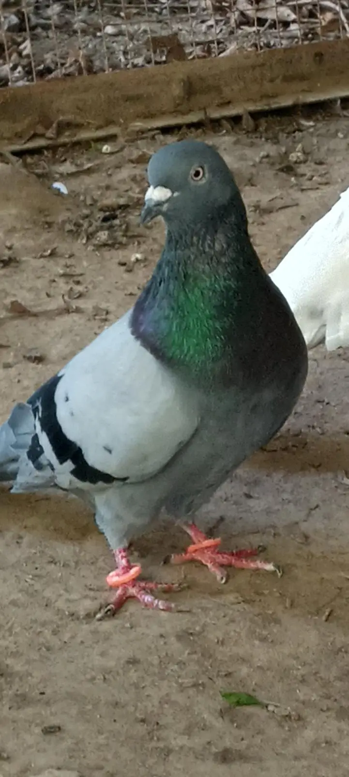 Pigeons pair for sale full active healthy — photo 4