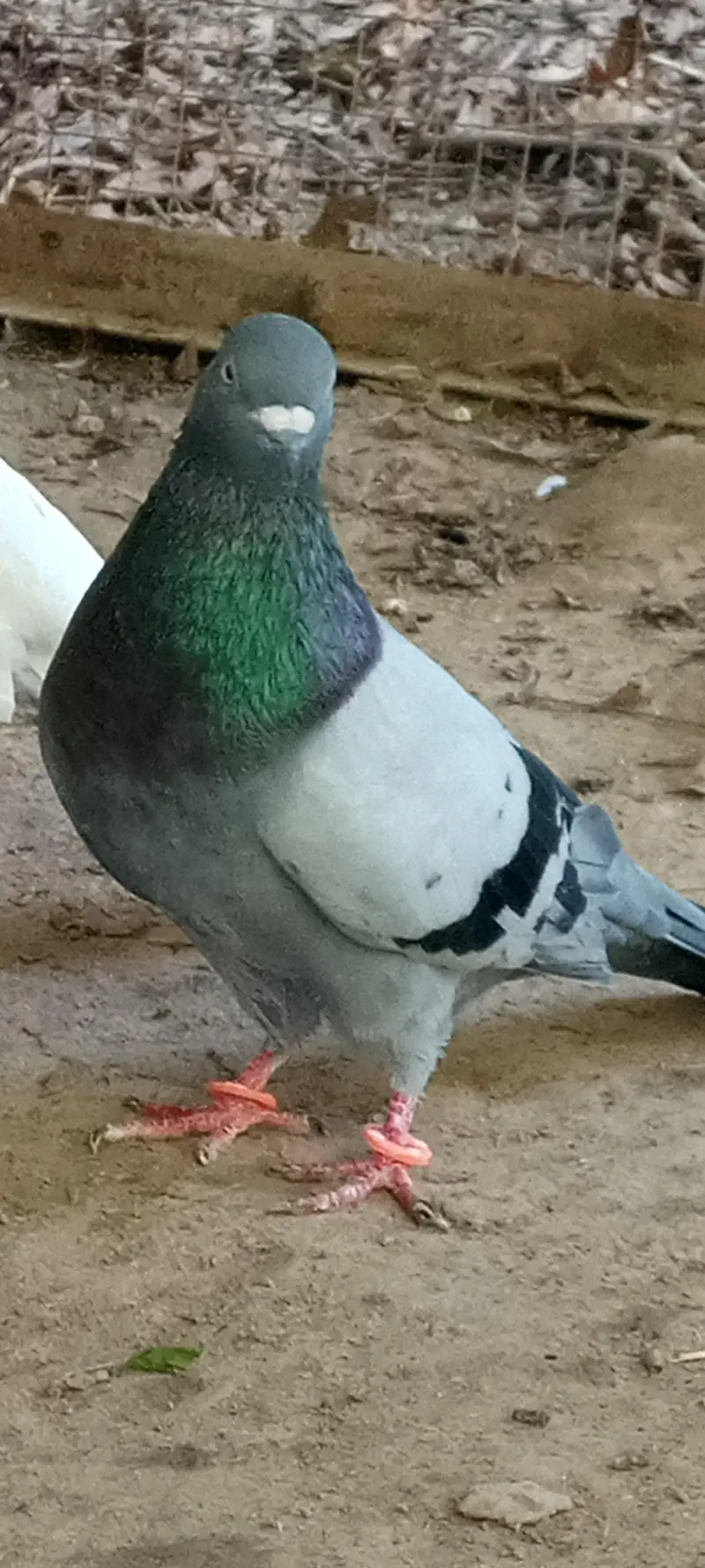 Pigeons pair for sale full active healthy — photo 5