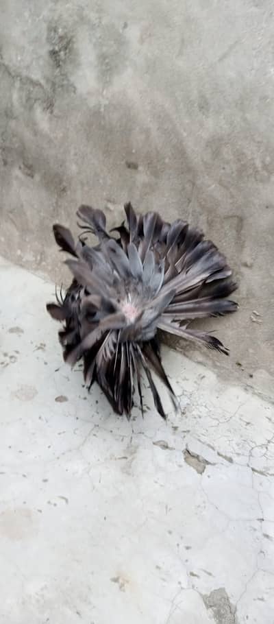 American pigeon for sale    