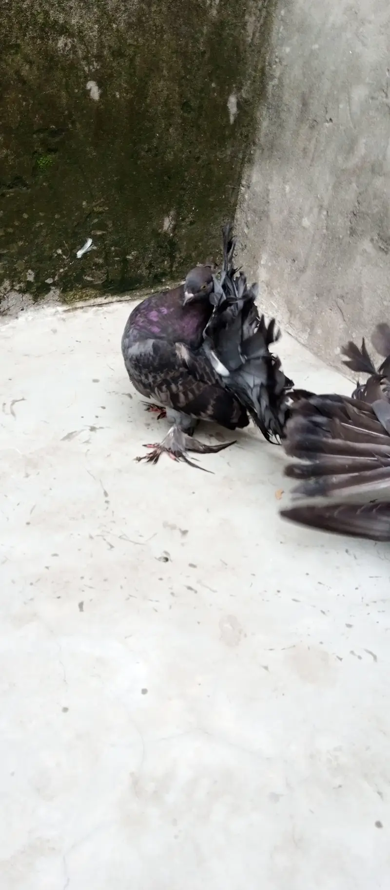 American pigeon for sale     — photo 2