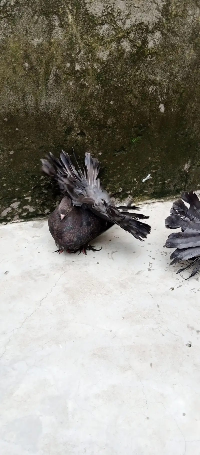 American pigeon for sale     — photo 3
