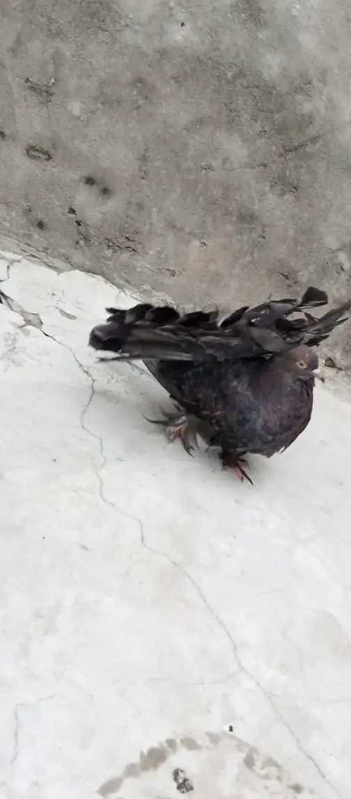 American pigeon for sale     — photo 4