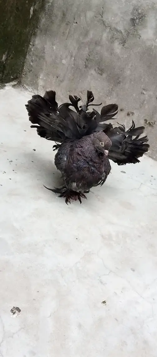 American pigeon for sale     — photo 5