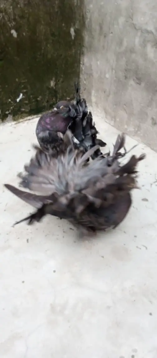 American pigeon for sale     — photo 7