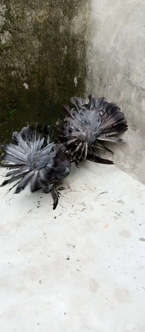 American pigeon for sale     — photo 8