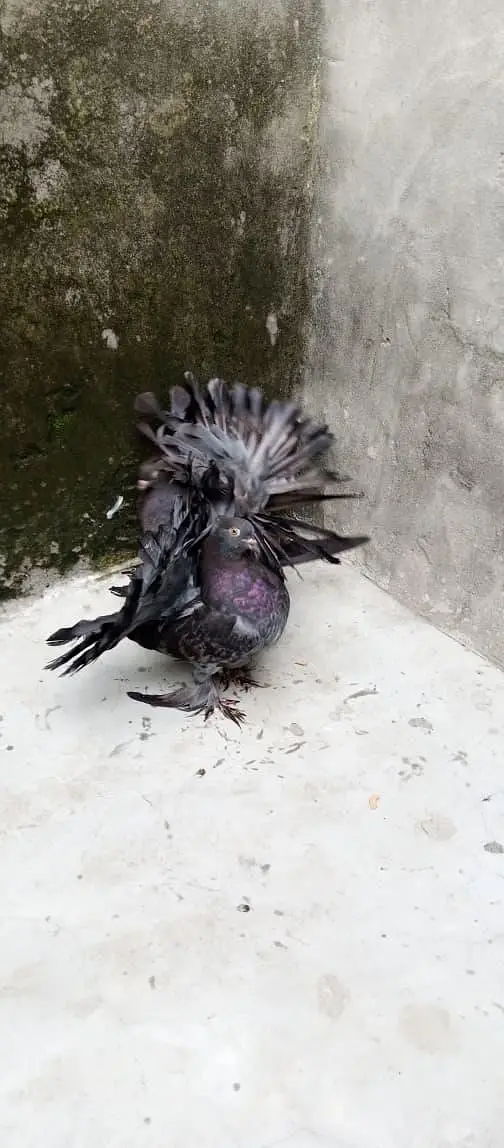 American pigeon for sale     — photo 9