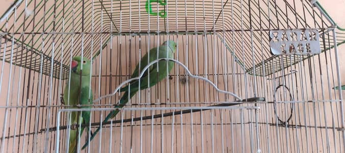 Healthy Ringneck Breeder Pair