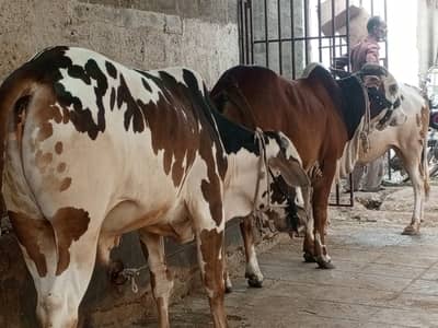 Bachra for sale
