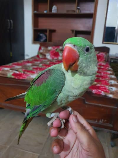 Raw green parrot for sale