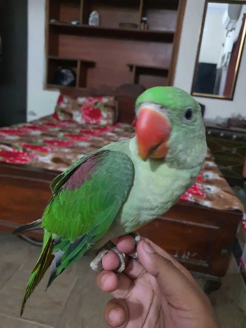 Raw green parrot for sale — photo 2