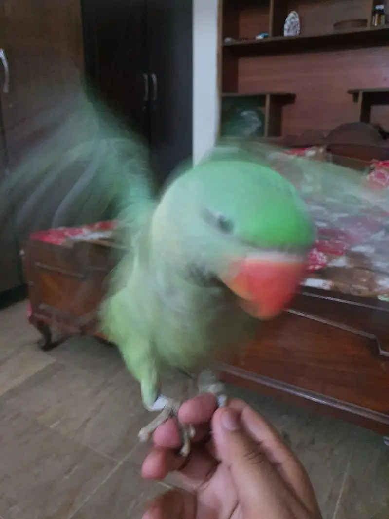 Raw green parrot for sale — photo 3