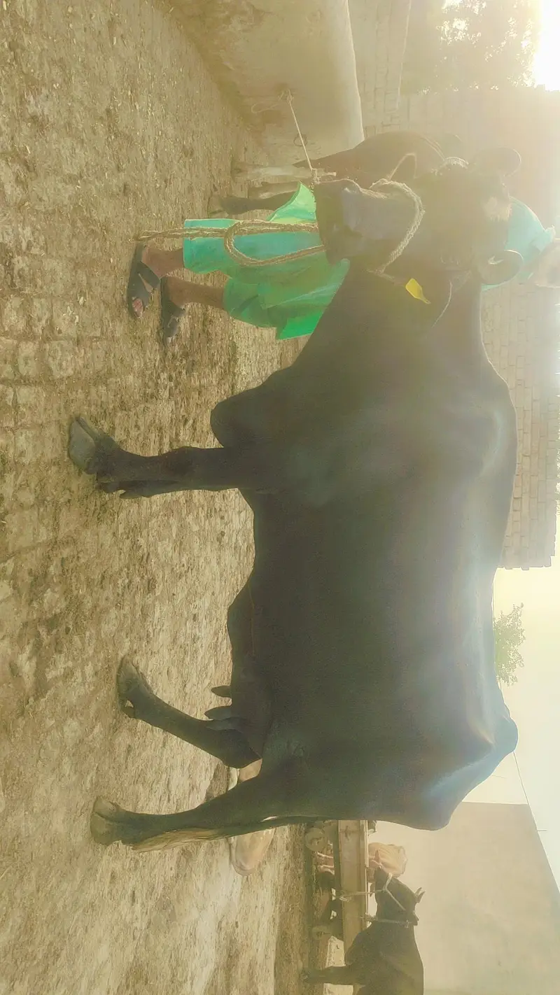 3 wara — photo 2