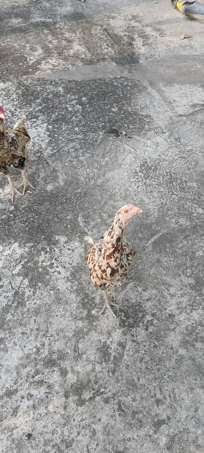 egg laying one hen and one murga