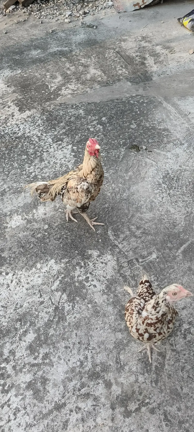 egg laying one hen and one murga — photo 2