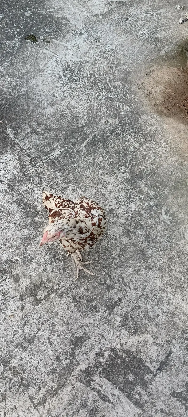 egg laying one hen and one murga — photo 3