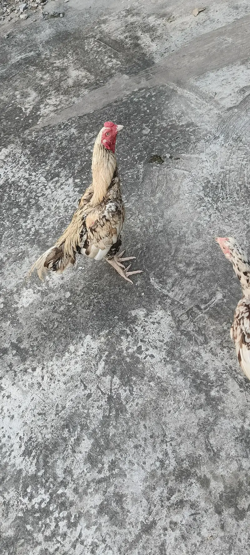egg laying one hen and one murga — photo 4