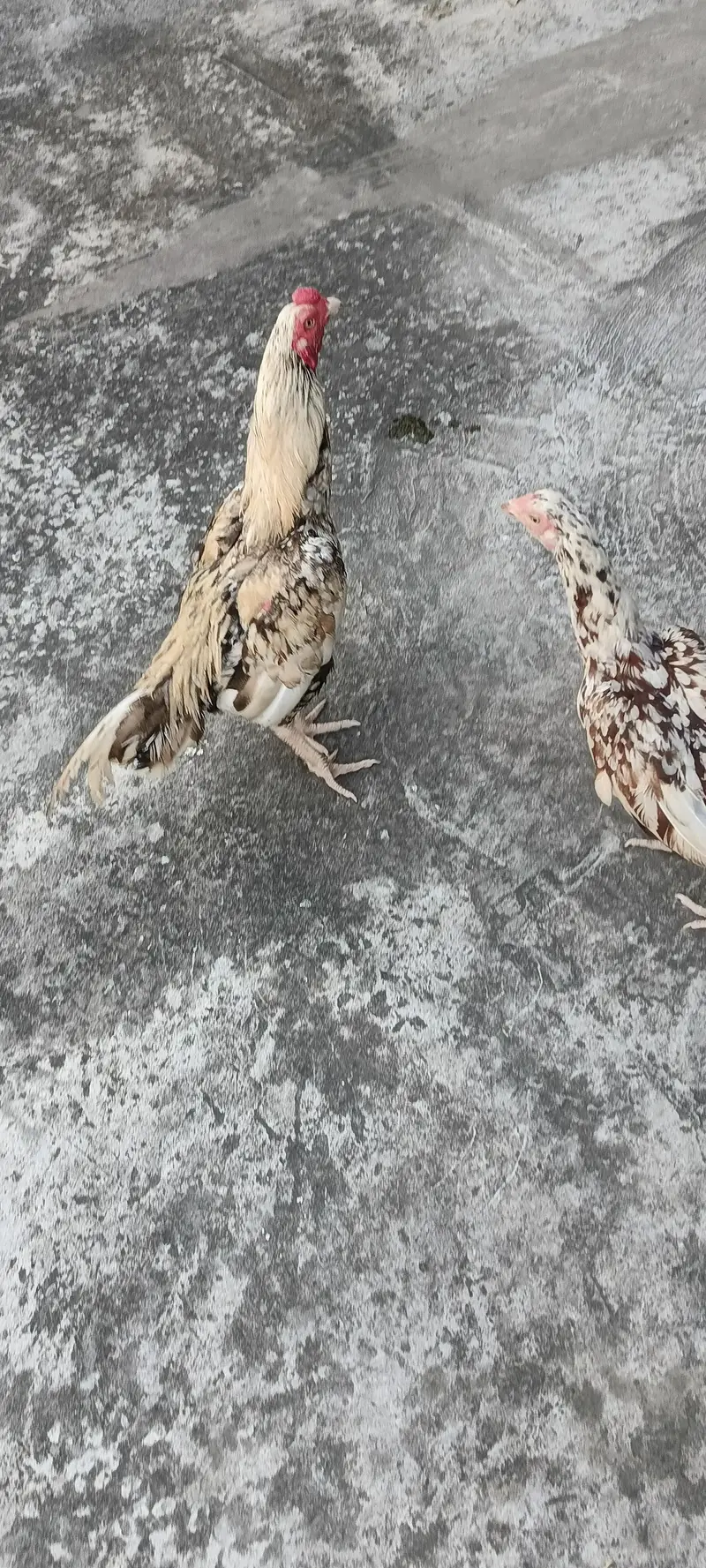 egg laying one hen and one murga — photo 5
