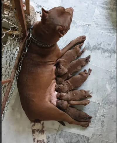 American pitbull terrier puppies