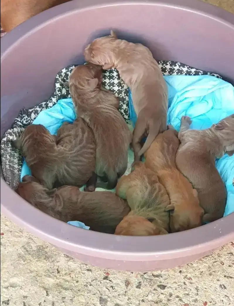 American pitbull terrier puppies — photo 2