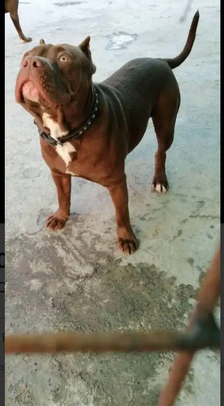 American pitbull terrier puppies — photo 3