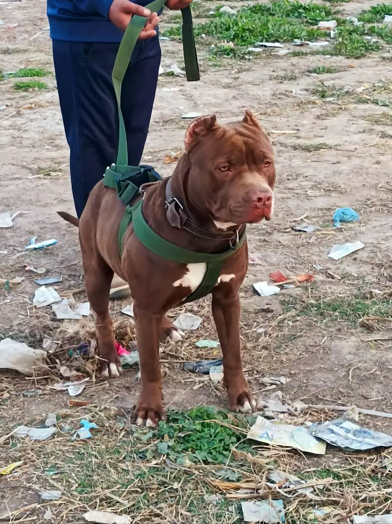 American pitbull terrier puppies — photo 6