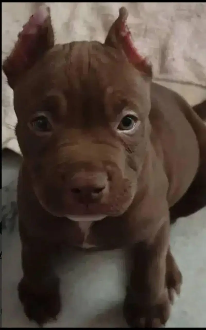 American pitbull terrier puppies — photo 7