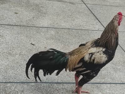 Thai hen and white jawa cross roaster