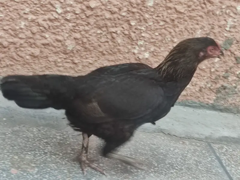 Thai hen and white jawa cross roaster — photo 2