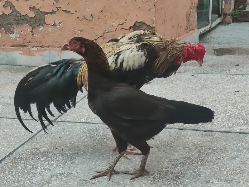 Thai hen and white jawa cross roaster — photo 4
