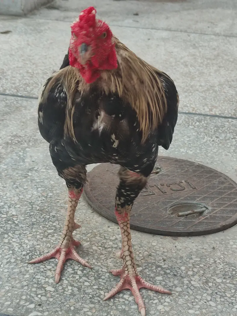 Thai hen and white jawa cross roaster — photo 5