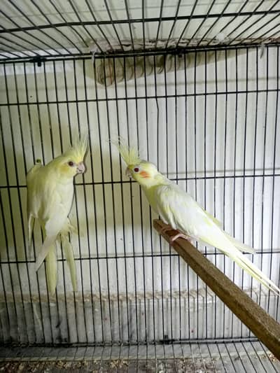 female cocktails
