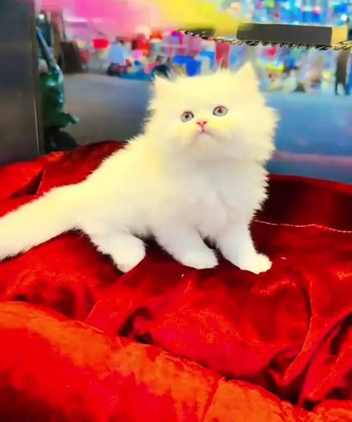 Persian cat for sale( 03)*(09)*(37)*(13)*(784) — photo 2