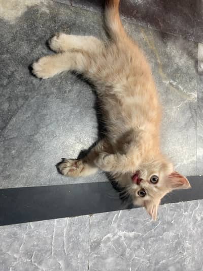 pure Persian cat