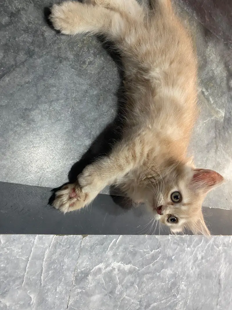 pure Persian cat — photo 2