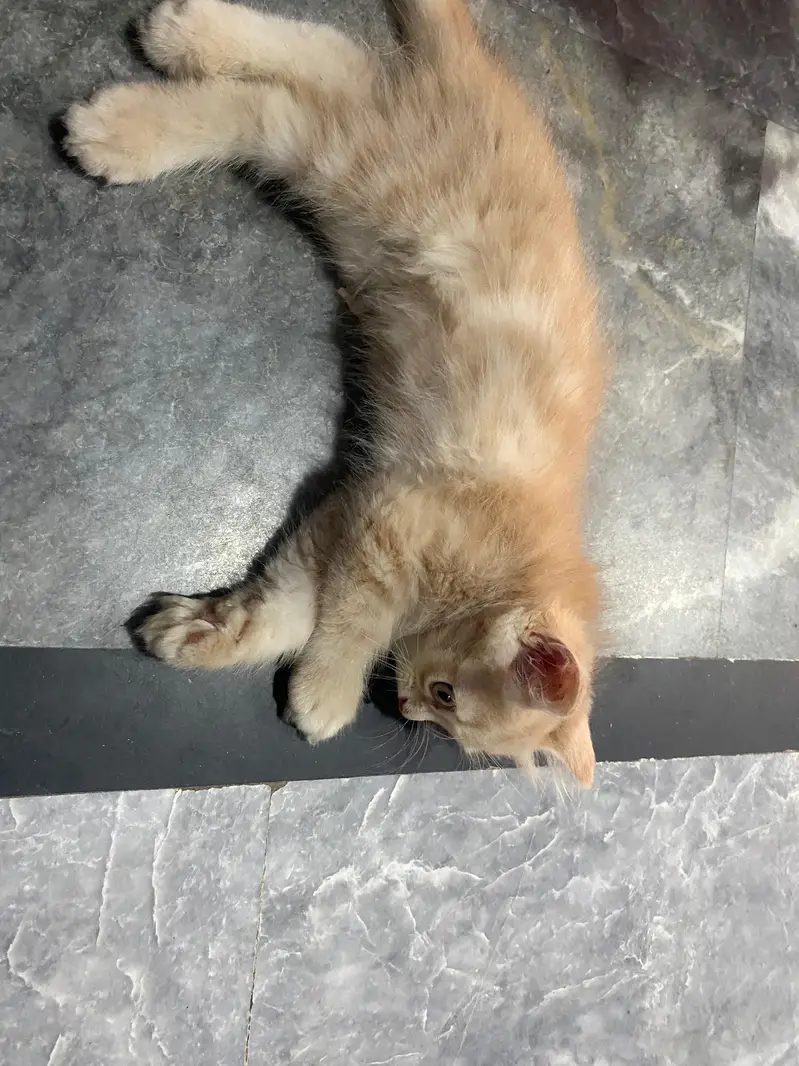 pure Persian cat — photo 3