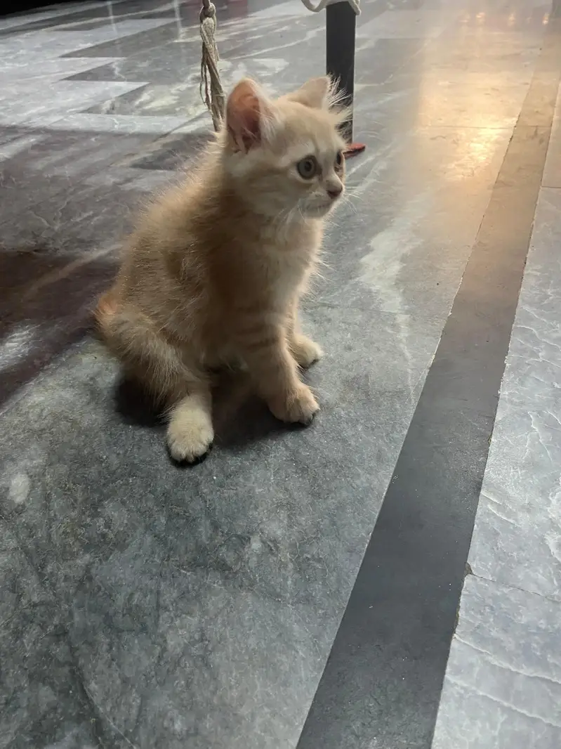 pure Persian cat — photo 4