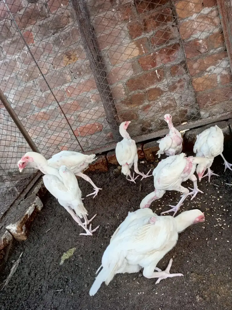 Pure Heera paper white chicks — photo 2