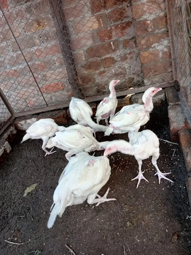 Pure Heera paper white chicks — photo 3