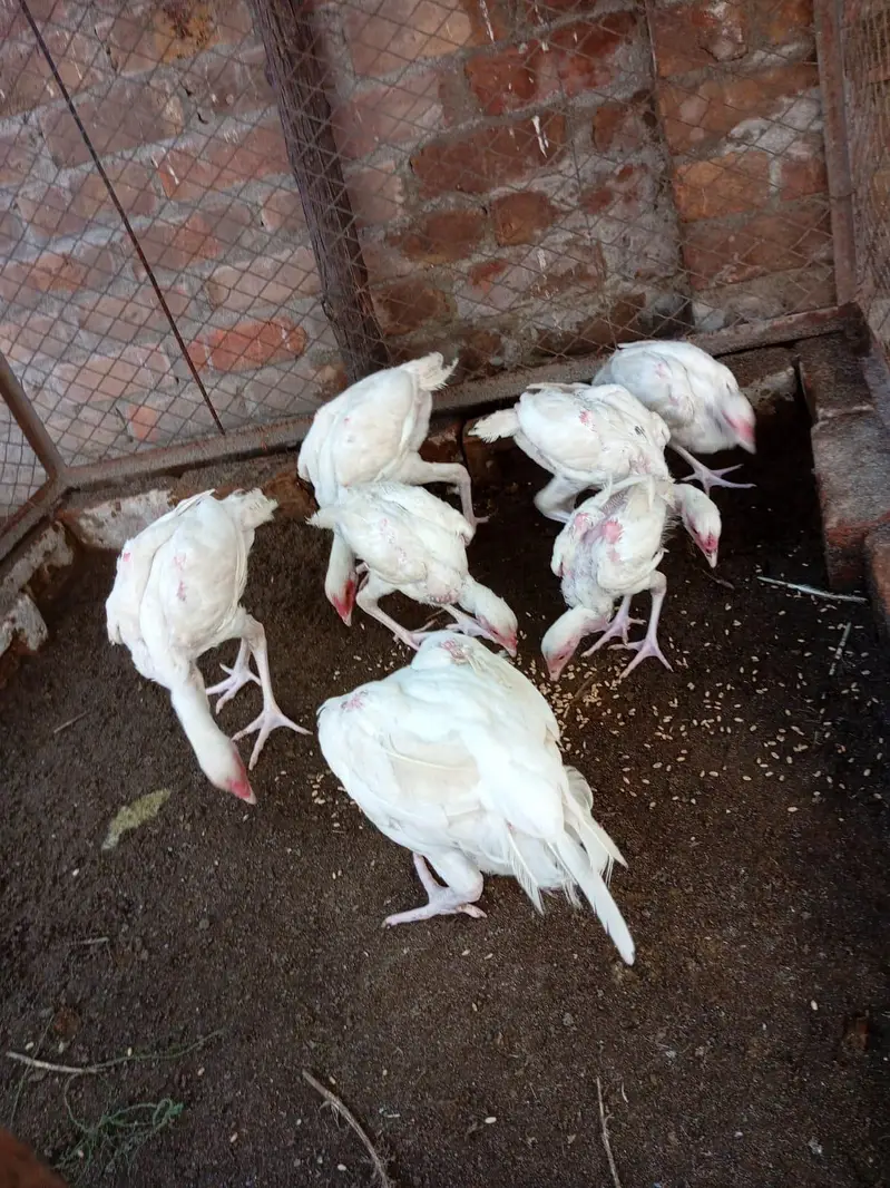 Pure Heera paper white chicks — photo 7