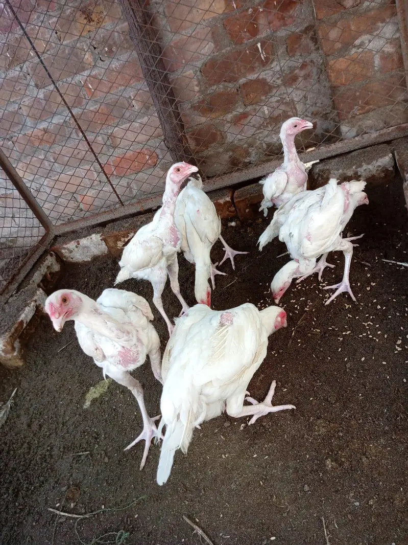 Pure Heera paper white chicks — photo 8