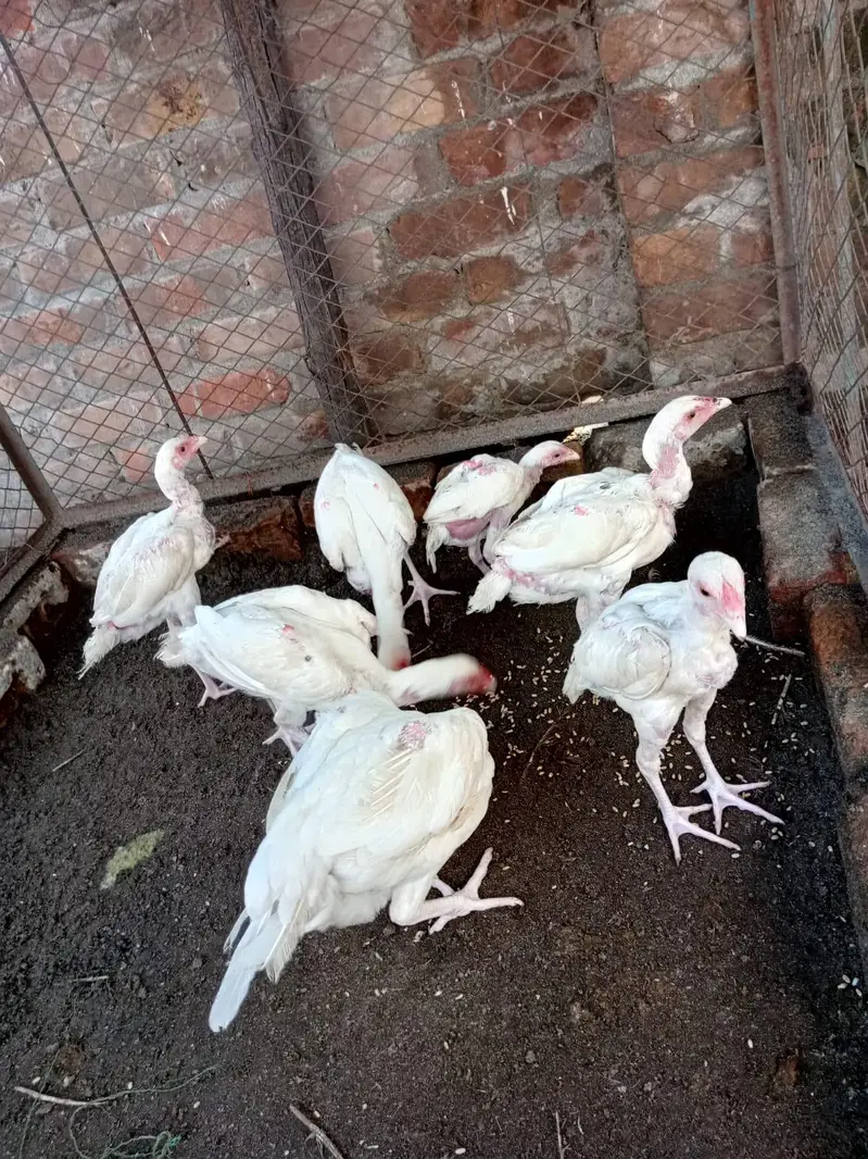 Pure Heera paper white chicks — photo 9