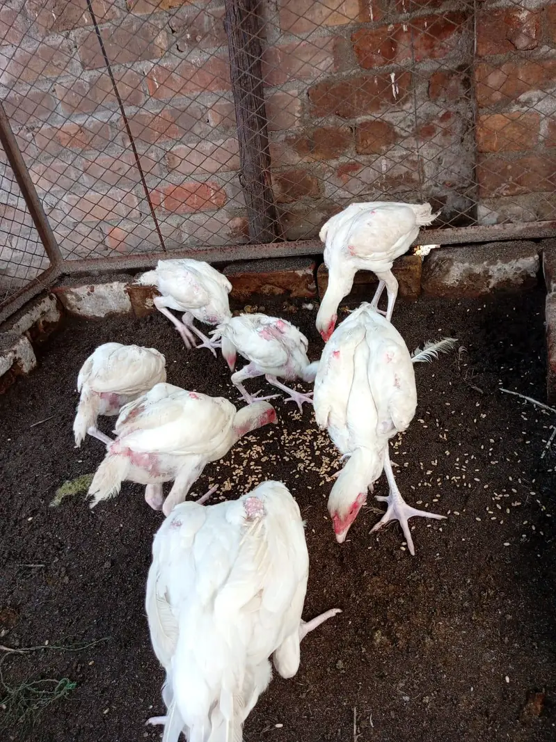 Pure Heera paper white chicks — photo 10