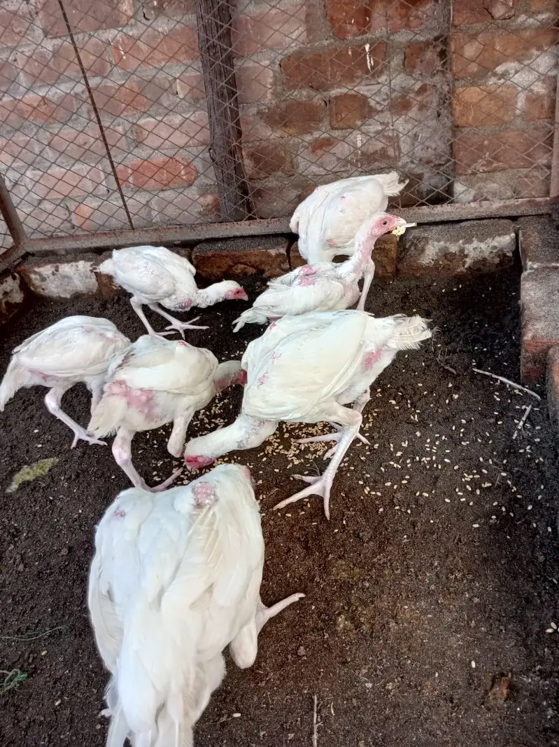 Pure Heera paper white chicks — photo 11