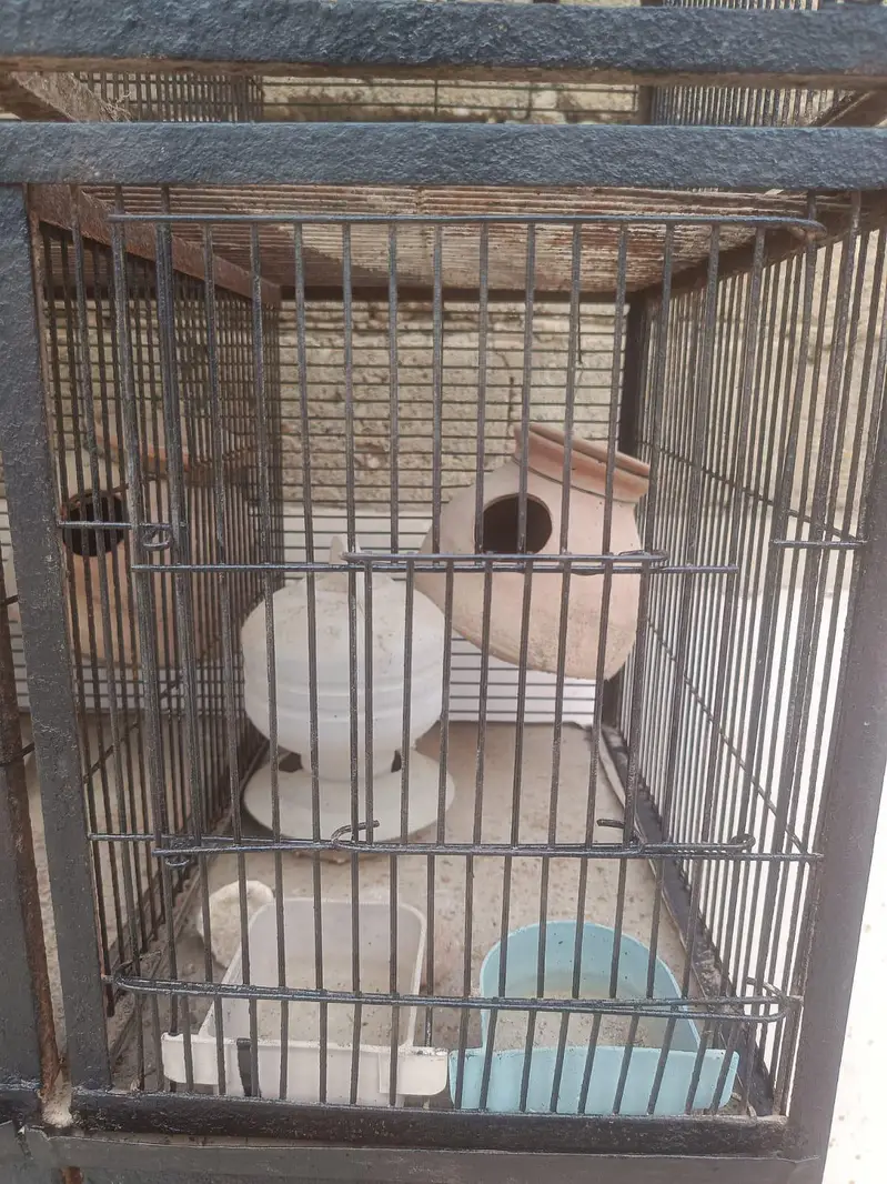 Bird Cage | Bird Accessories | Birds | Iron Cage | Cages — photo 4