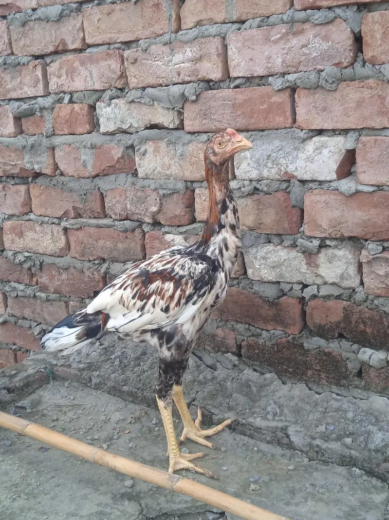 aseel miya wali 100% — photo 2