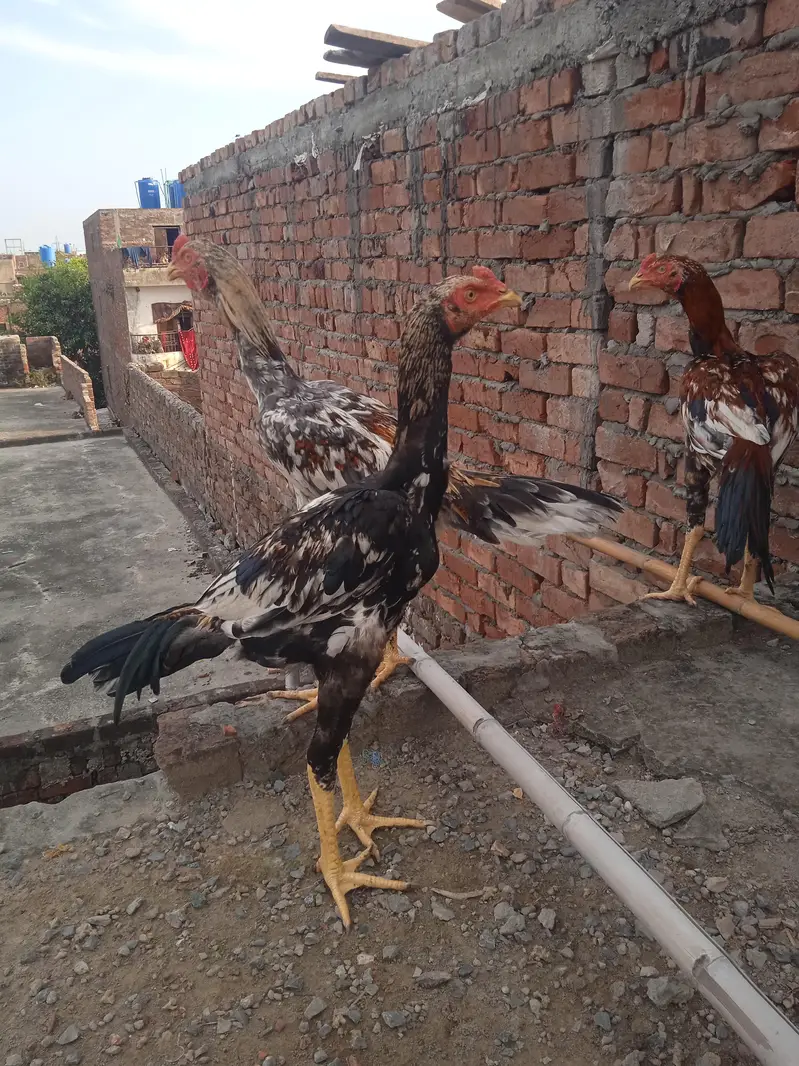 aseel miya wali 100% — photo 4