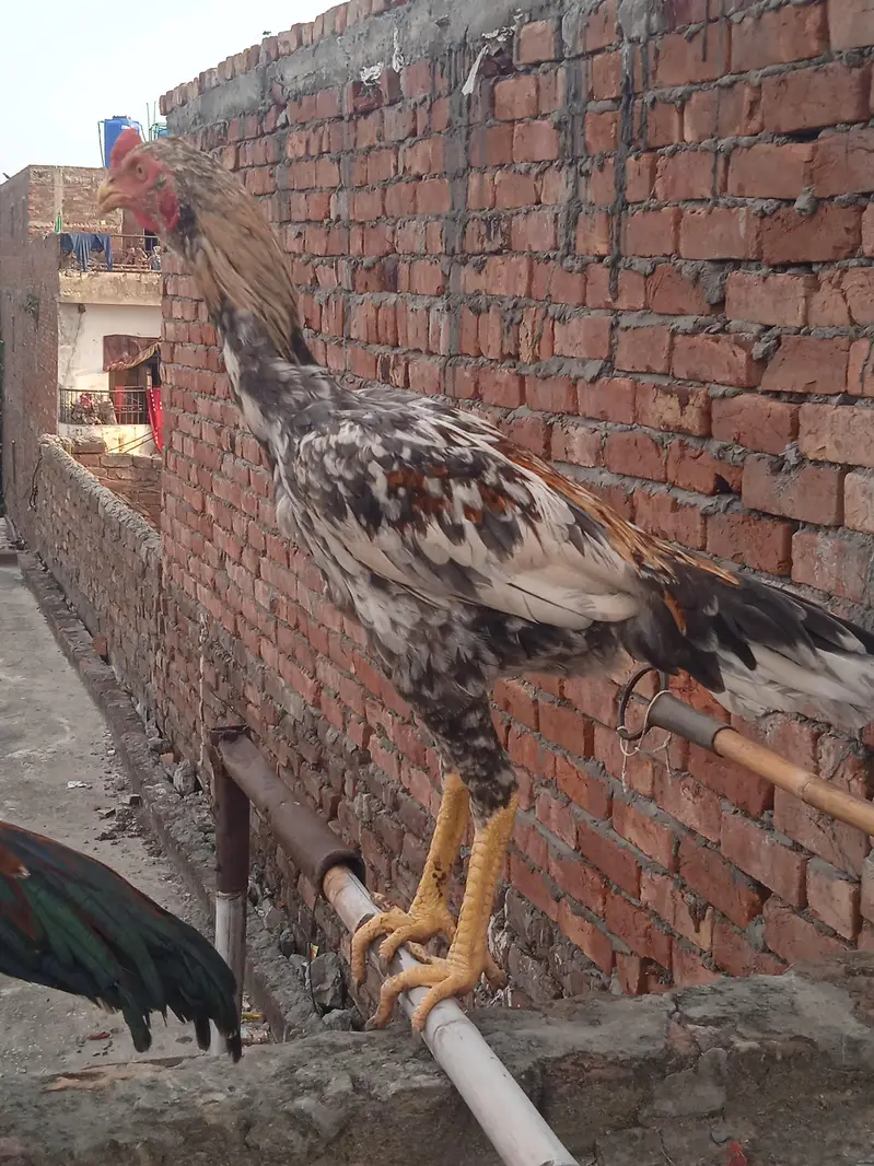 aseel miya wali 100% — photo 5