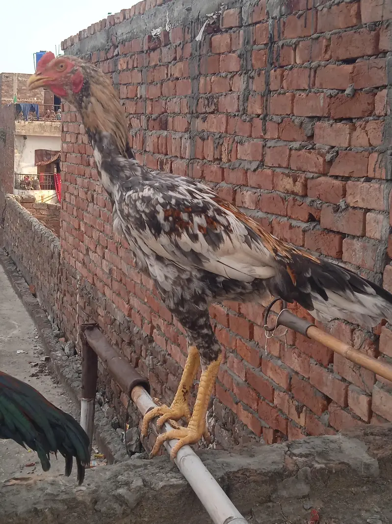 aseel miya wali 100% — photo 6